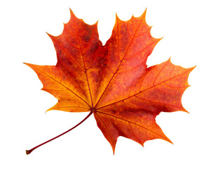 Obraz premium Autumn Maple Leaf in Warm Tones – Front-Facing Botanical Scan, Transparent Background