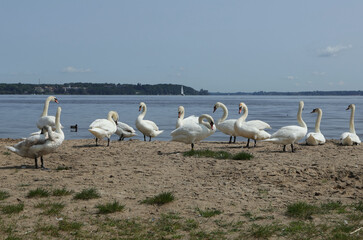 Swans on the lake