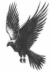 Stylized image of flying falcon  black and white 