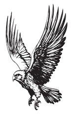 Stylized image of flying falcon  black and white vector
