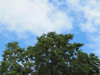  Tall green trees contrast with the blue sky and white clouds. Sky Blue and white cloud  thin...