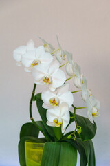 Beautiful white orchid flower Phalaenopsis, known as the Moth Orchid or Phal in green pot on light gray background. Close-up. Magical idea for any design