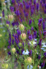 Closeup of Love-in-a-mist seed capsules, Kent England
