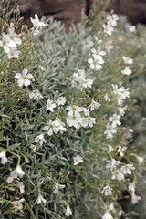 Closeup of Snow-in-summer blooms, Kent England
