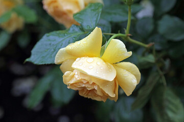 Macro image of a yellow Rose bloom covered with rain drops, Kent England
