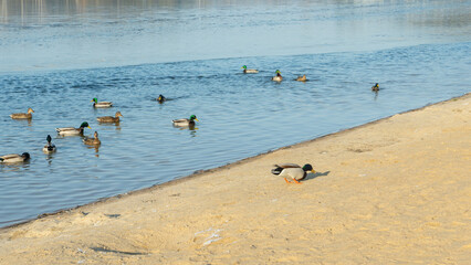 In a city pond at the end of winter, a lively flock of ducks navigates the icy waters, showcasing...