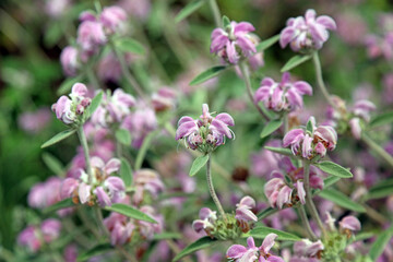 Macro image of Purple Jerusalem Sage blooms, Kent England
