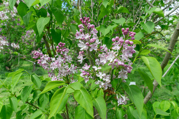 A close-up of lilac blossoms. Lush Purple Lilacs Blooming in a Serene Spring Park, Fragrant Flowers Surrounded by Fresh Green Foliage.