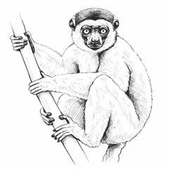 Diademed Sifaka. A playful lemur sketch gripping a wooden branch, with detailed fur and expressive eyes. The drawing is set against a white background, perfect for wildlife and nature © Andromax Studio