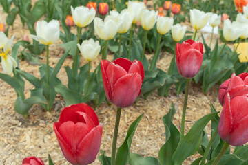 Vibrant tulips bloom in a colorful garden, showcasing various species on a sunny meadow. Their...