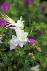 Side view of a white Common Columbine bloom covered with rain drops, Kent England
