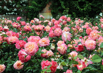 View across a bed of pink roses, Kent England
