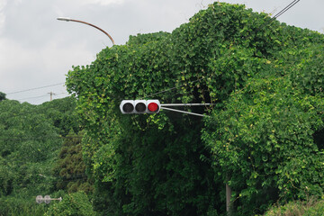 A traffic light almost wrapped and covered in lush green vines. 