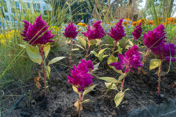 Celosia flower in full bloom in a vibrant garden. Whispers of summer captured in the delicate petals of celosia flowers inviting tranquility and joy.