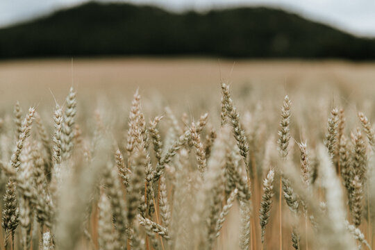 Feld