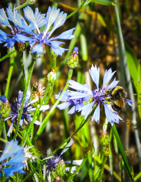 Close up of bumblebee on iris flower.