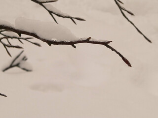 Nature background - white snow on branches.
