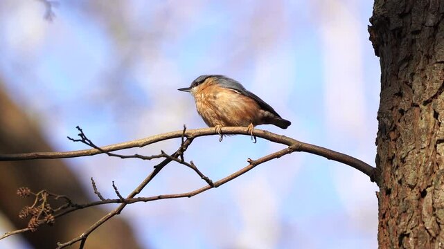 A Eurasian nuthatch or wood nuthatch (Sitta europaea) sitting on a branch in early spring
