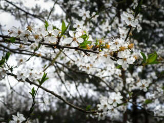 Close up of white flowers of wild apple tree.