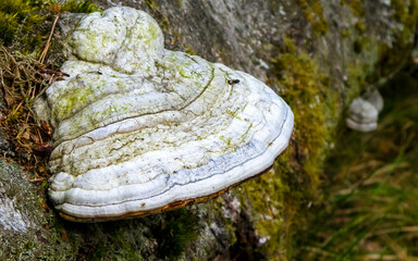 Close up of polypore on tree trunk.