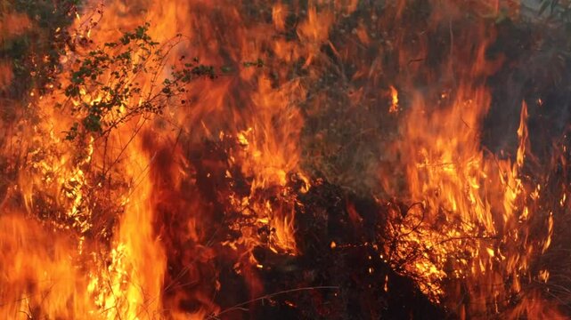 A fire in the rainforest burning trees and branches at summer season. Wildfire, A forest fire burning, Large Flames of jungle Hot flames and fire burn out of control in a forest wildfire.