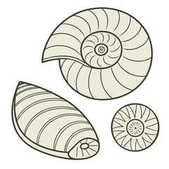 calcium carbonate shells