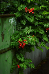 Red green flowers against the background of an old green fence