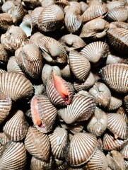 sea shells background