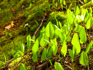 Green plants growing in summer.