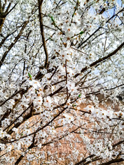 Flowers of bloomung apple tree.