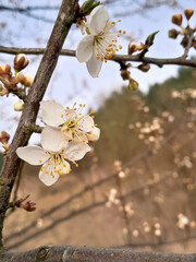 Flowers of bloomung apple tree.