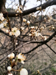 Flowers of bloomung apple tree.