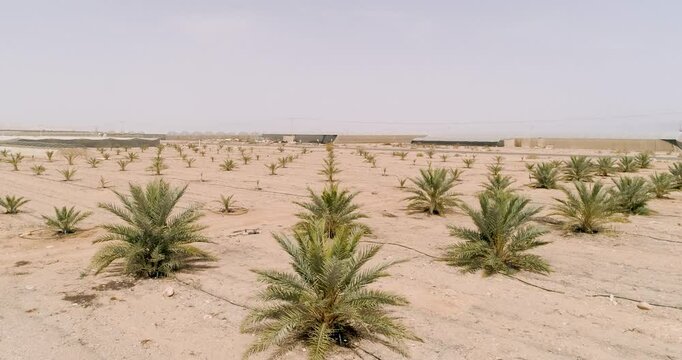 Aerial view of young palm trees, Paran, Negev desert, Israel.