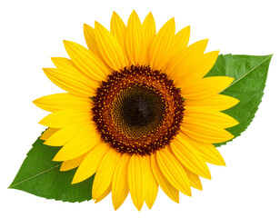 Fototapeta premium Sunflower Head with Leaves – Botanical Detail