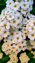 Close up of white spiraea flowers. Natural Background.