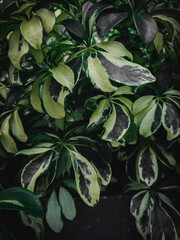 Fototapeta premium Variegated umbrella plant leaves in close-up, showcasing bold green and cream patterns. Perfect for botanical designs, natural backgrounds, or eco-inspired compositions.
