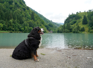Bernese Mountain Dog sitting near the lake in the mountains, looking sideways 