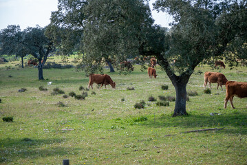 manada de vacas a pastar