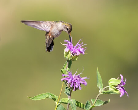 A broad-tailed hummingbird sips nectar from a Wild Bergamot flower.