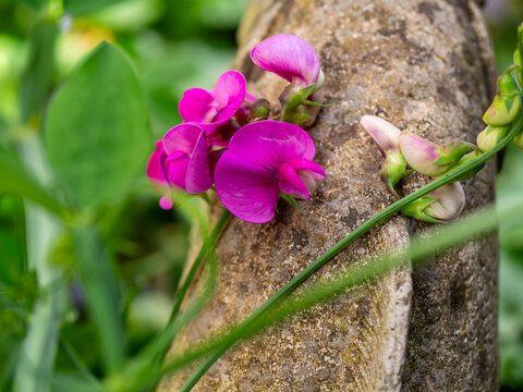 Sweet Pea flowers in summer
