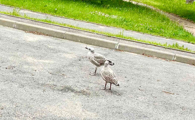 Two young Seagulls on asphalt next to grass. Birds in city. High quality photo