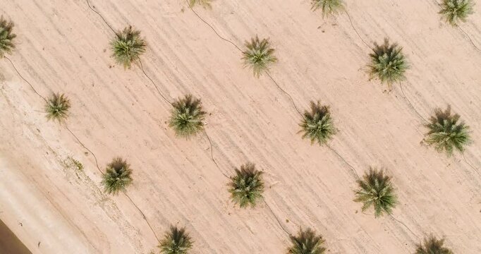 Aerial view of young palm trees, Paran, Negev desert, Israel.