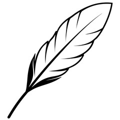feather on white background