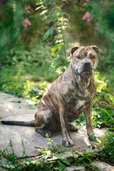 brindle dog Ca de Bou, sits in a garden and looks at the camera selective focus