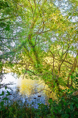 Obraz premium Woodland of Bedworth Sloughs, Warwickshire July 2025