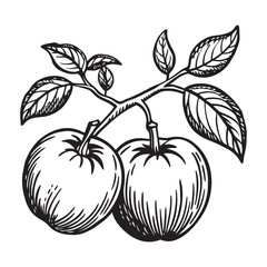 Hand drawn sketch of two apples with a simple clean line art style