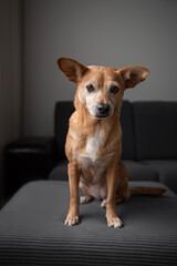 Adorable small brown dog sitting on a footstool in a cozy living room, creating a heartwarming domestic scene