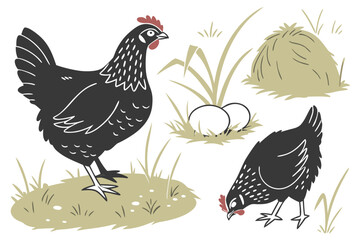 Obraz premium Realistic black chicken breeds collection for agricultural or farm designs