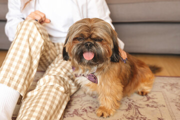 Cute dog happily sits beside its owner on a cozy rug in a warm living room during a relaxing...