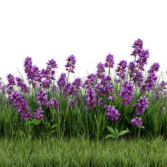 Fototapeta premium Vibrant purple lavender flowers blooming in lush green grass isolated on transparent background
